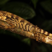 Ceratophora erdeleni Pethiyagoda & Manamendra-Arachchi. 1998